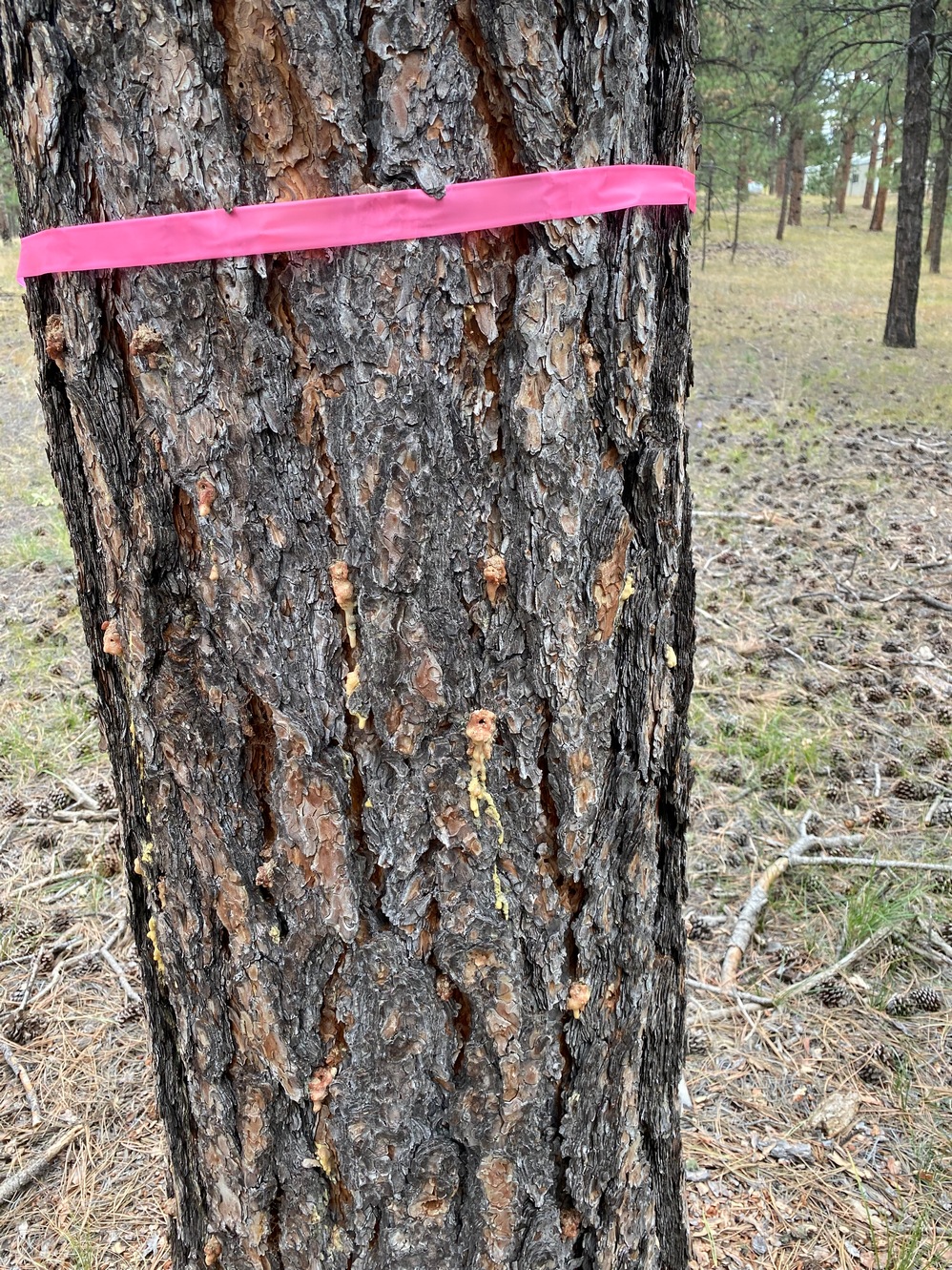photo of beetle infected tree